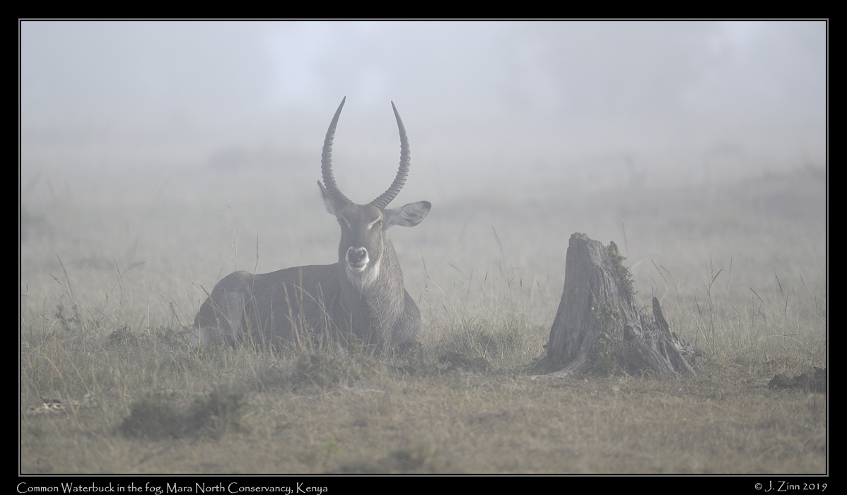 waterbuck_in fog_JZ8_1755b